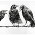 20130207171604-arguing_crows_retouched_sm