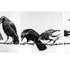 20130207172154-rick_shaefer_16_crows_on_wire_series