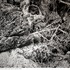 20130207173245-rick_shaefer_20_uprooted_sycamore_detail