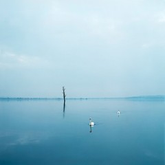 Untitled (Swans),Evžen Sobek