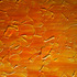 20130208205934-poppy