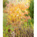 20130208232958-slurry_dogwood