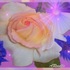 20130212132858-arose_d_amour