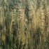 20130214013441-gold-and-black-300x400