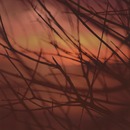 20130214230649-red_bush