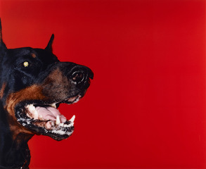 untitled, from the series Dogs,Jouko Lehtola