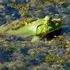 20130217051836-frog