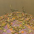 20130218060442-fabergenic_dtl2