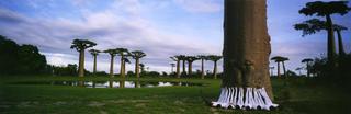 Mothers of the Forest,Scarlett Hooft Graafland