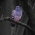 20130222214352-image