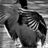 20130222221915-image