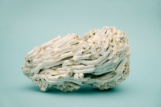 Coral,Emilie Halpern