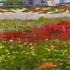 20130223232556-beach_flowers_at_the_del_faa