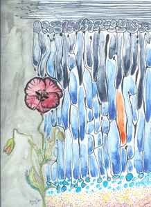 20130224222506-poppy_cell_sm