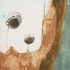 20130228001423-adavila_spores_medium_res72