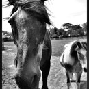 20130228031100-old_horse