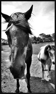 20130228031100-old_horse