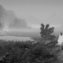 20130303075446-wolf_and_landmines
