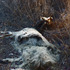 20130303165113-the_unbearable_lightness_of_death1
