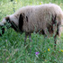 20130303170058-locavores_1