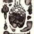 20130303212808-mutualistic_relationships_no