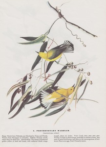 20130304025726-warbling