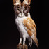 20130304201756-nancy-fouts-owl-butterfly2