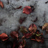20130305013806-fallen_leaves