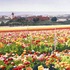 20130306232553-flower_fields_in_carlsbad_1992_faa
