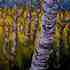 20130307213347-aspen__1_copy_reduced