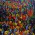 20130307213837-lupine_sky_copy_reduced