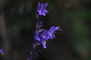 20130308094335-dsc_0186