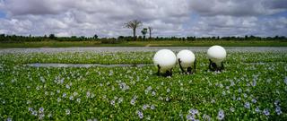 Douze Douze Douze ,Scarlett Hooft Graafland