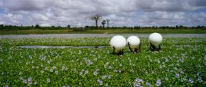 20130308105208-shg13_large