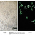 20130308152411-sd-khavarnejad-inferard_1