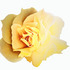 20130309033828-time_to_bloom_yellow