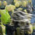 20130314041916-tulip_garden