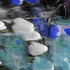 20130314043040-tulips_blue_whiteyellow