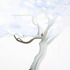 20130310023023-treeinbluei
