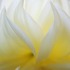 20130312045456-dellacalfee__aureate_color_photograph_24x19