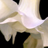 20130312045359-ellenlee_frompinktowhite_photography_14x17