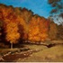 20130312061629-jeanette_sacco-belli_rustling_cadmium_acrylic_on_canvas_24x30_jpeg