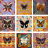 20130313054829-butterfuly_20desing