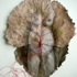 Antler_lr