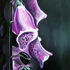 Artmatysik-bertram-matysik-dc-1997-foxglove-oil-c