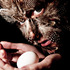 20130318074101-feathers