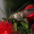 20130318184516-bottle_brush_anna