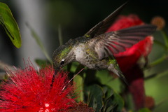 20130318190439-bottle_brush_anna
