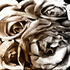 20130318211934-rev-solarized-roses-cri_3411