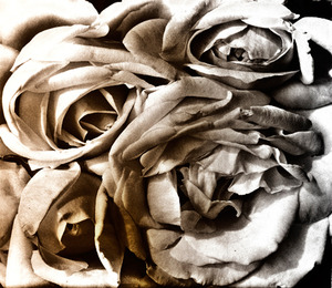 20130318211934-rev-solarized-roses-cri_3411